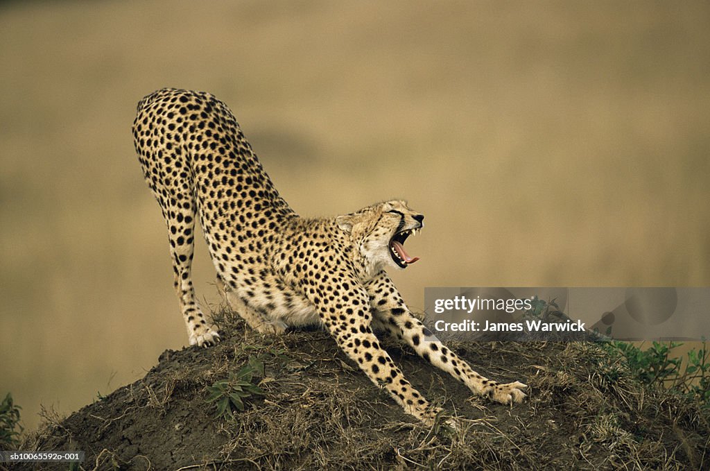 Cheetahs (Acinonyx jubatus) yawning