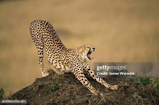 cheetahs (acinonyx jubatus) yawning - cat bored stock-fotos und bilder