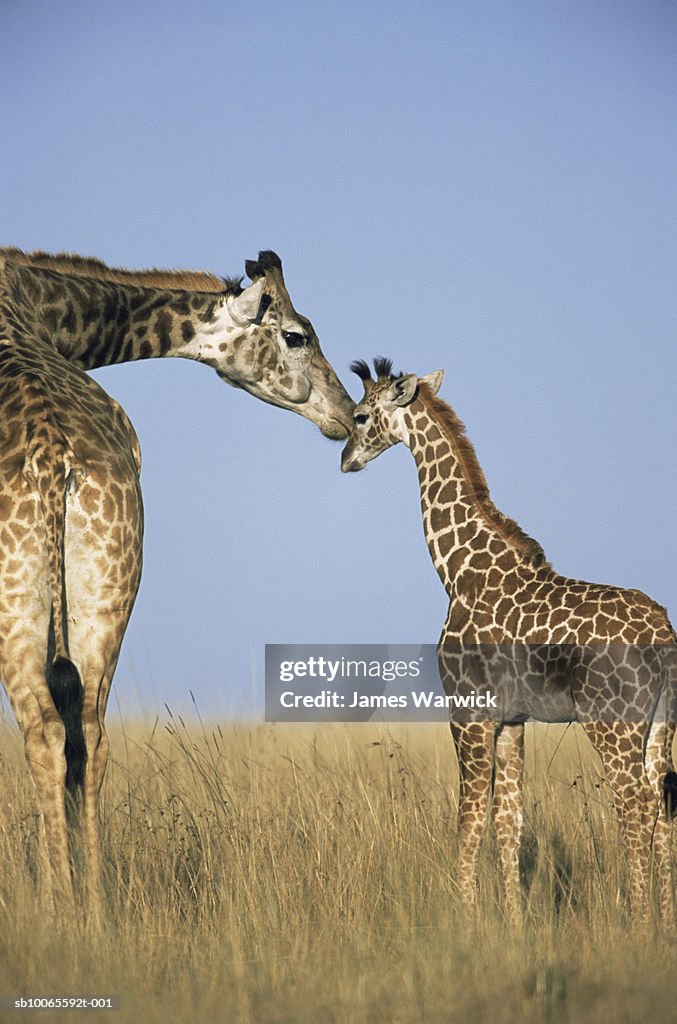 Mother giraffe nuzzling calf (Giraffe camelopardalis)