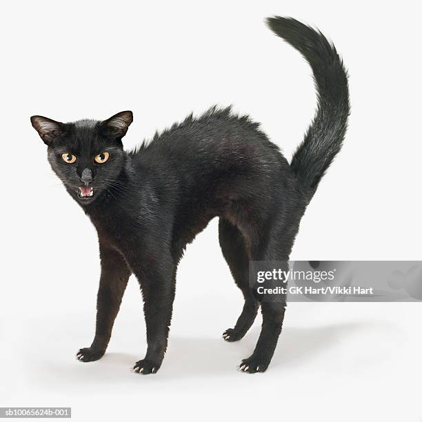 black cat hissing on white background, close-up - väsa bildbanksfoton och bilder
