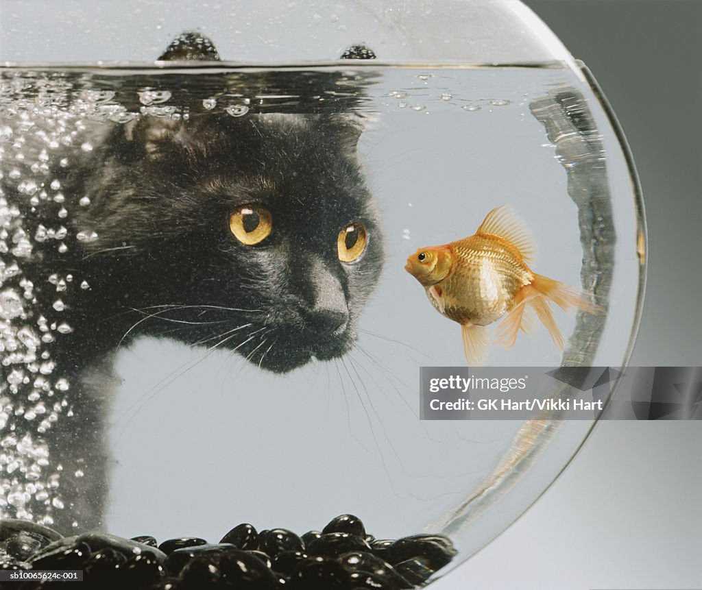 Black cat looking at goldfish in bowl