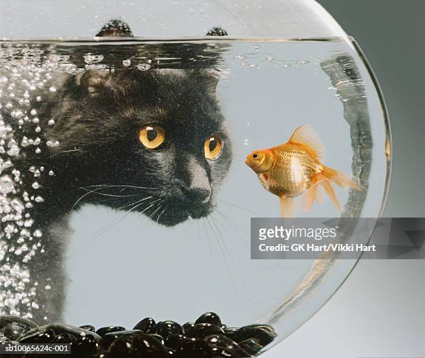 black cat looking at goldfish in bowl - goldfish bowl stock pictures, royalty-free photos & images