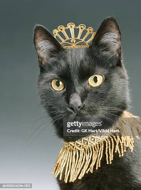 black cat wearing gold crown and necklace, close-up - cat with collar fotografías e imágenes de stock