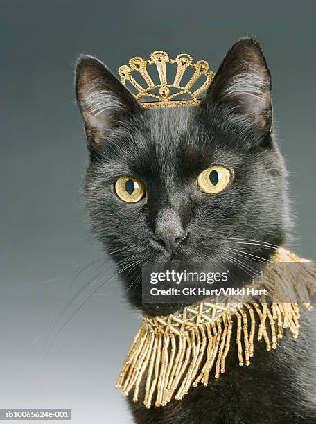 black cat wearing gold crown and necklace, close-up - cat with collar stockfoto's en -beelden
