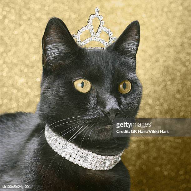 black cat wearing dimond collar and tiara - diamond necklace stock pictures, royalty-free photos & images