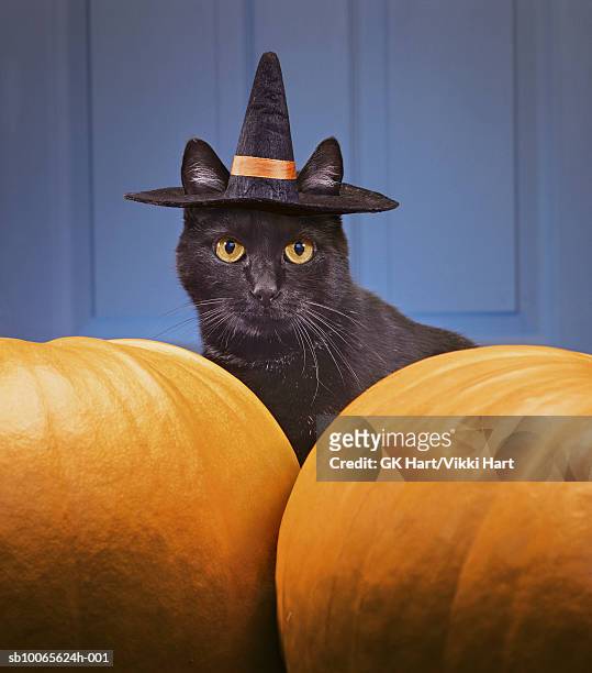 black cat wearing witch's hat amongst pumpkins - pumpkin cats fotografías e imágenes de stock