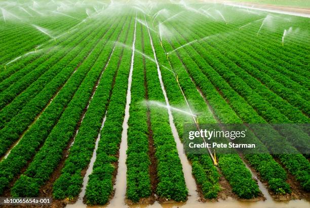 sprinkler watering bell pepper field, elevated view - 灌漑設備 ストックフォトと画像