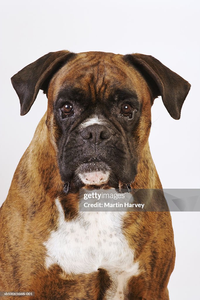 Boxer dog on white background