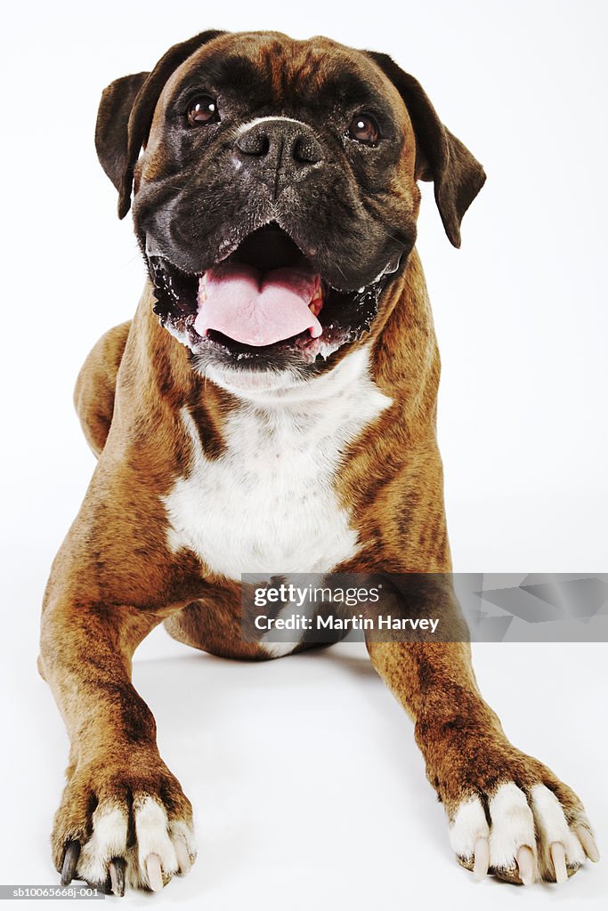 Boxer dog on white background