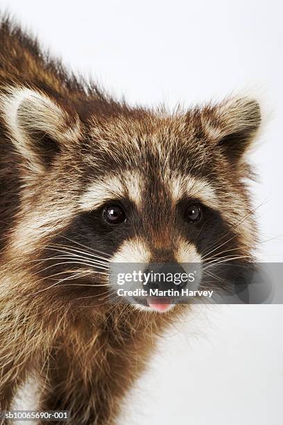 racoon, close up, studio shot - waschbär stock-fotos und bilder