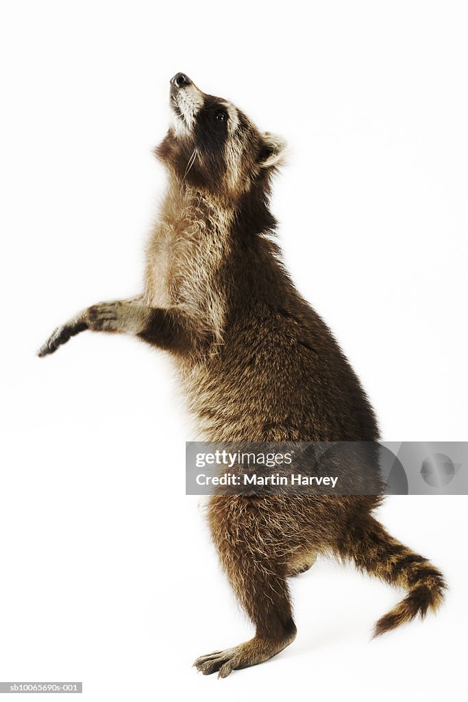 Racoon standing on hind legs, side view, studio shot