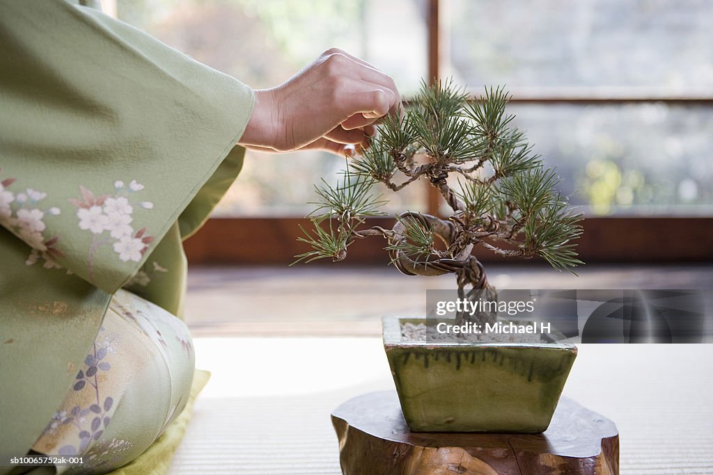 Woman taking care of bonsai plant