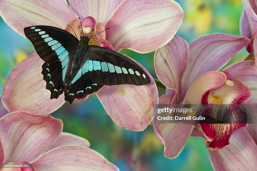 Swallowtail butterfly (Graphium Sarpedon) on Orchid, close-up (focus on foreground)