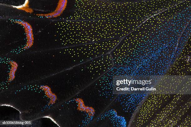 wing detail chines peacock (papilio bianor), close-up - asa de animal imagens e fotografias de stock