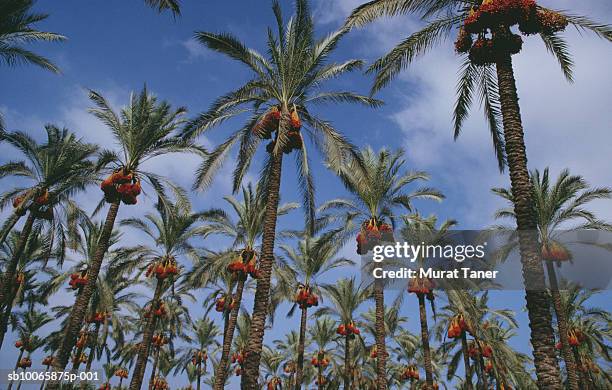date palms, low angle view - date palm tree stock pictures, royalty-free photos & images