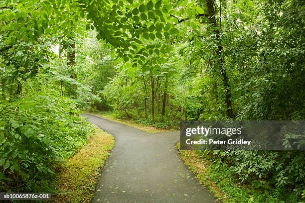 forked road in forest - reston photos et images de collection