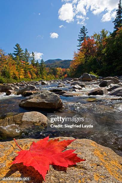 usa, new england, new hampshire, kancamagus highway, swift river and trees in autumn - canadian maple leaf stock pictures, royalty-free photos & images