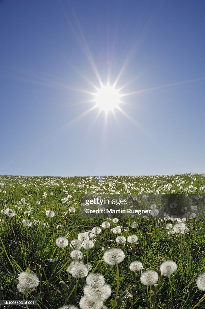 Sun shining over meadow with dandelions