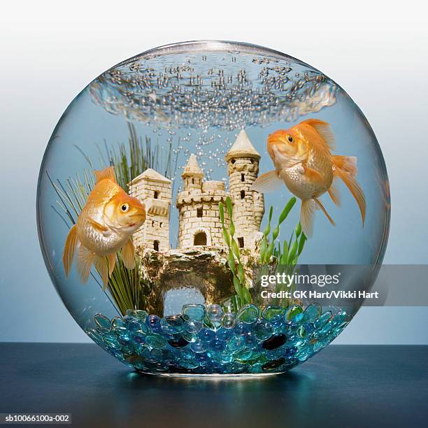 two goldfish in bowl with castle - goldfish bowl stock pictures, royalty-free photos & images