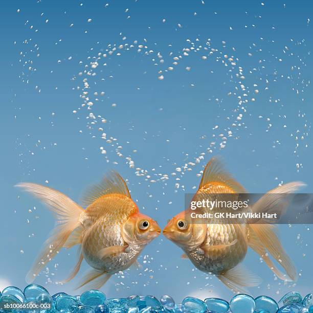 two goldfish kissing underwater, close-up - goldfish bowl stock pictures, royalty-free photos & images