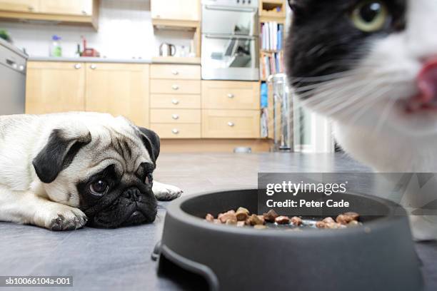 dog and cat in kitchen with food - gamelle pour animaux de compagnie photos et images de collection