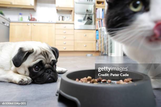 dog and cat in kitchen with food - pet food dish stock pictures, royalty-free photos & images