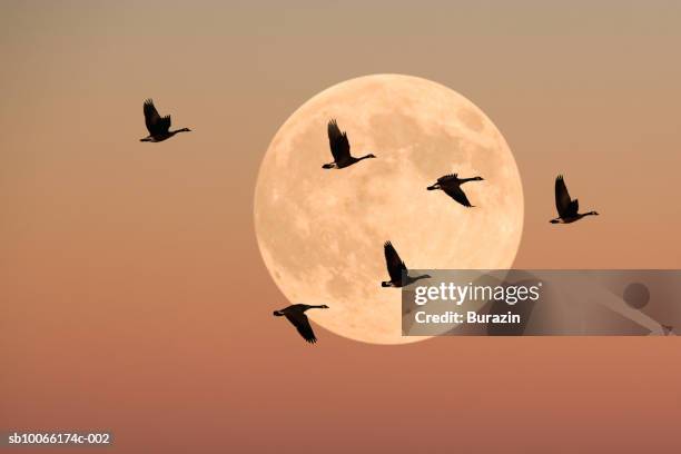 canada geese in flight, dusk - dierlijke migratie stockfoto's en -beelden
