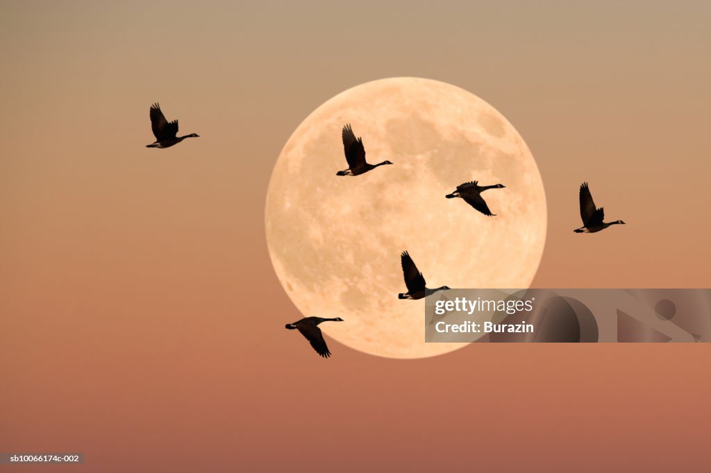 Canada geese in flight, dusk