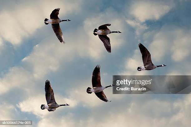 canada geese in flight, sunset, low angle view - water bird stock-fotos und bilder