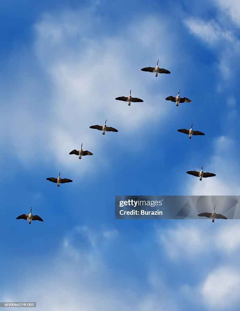 Canada geese in flight, low angle view