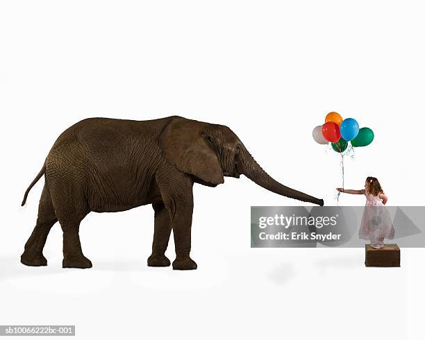 girl (8-9) giving balloons to elephant (digital composite) - white elephant stock-fotos und bilder