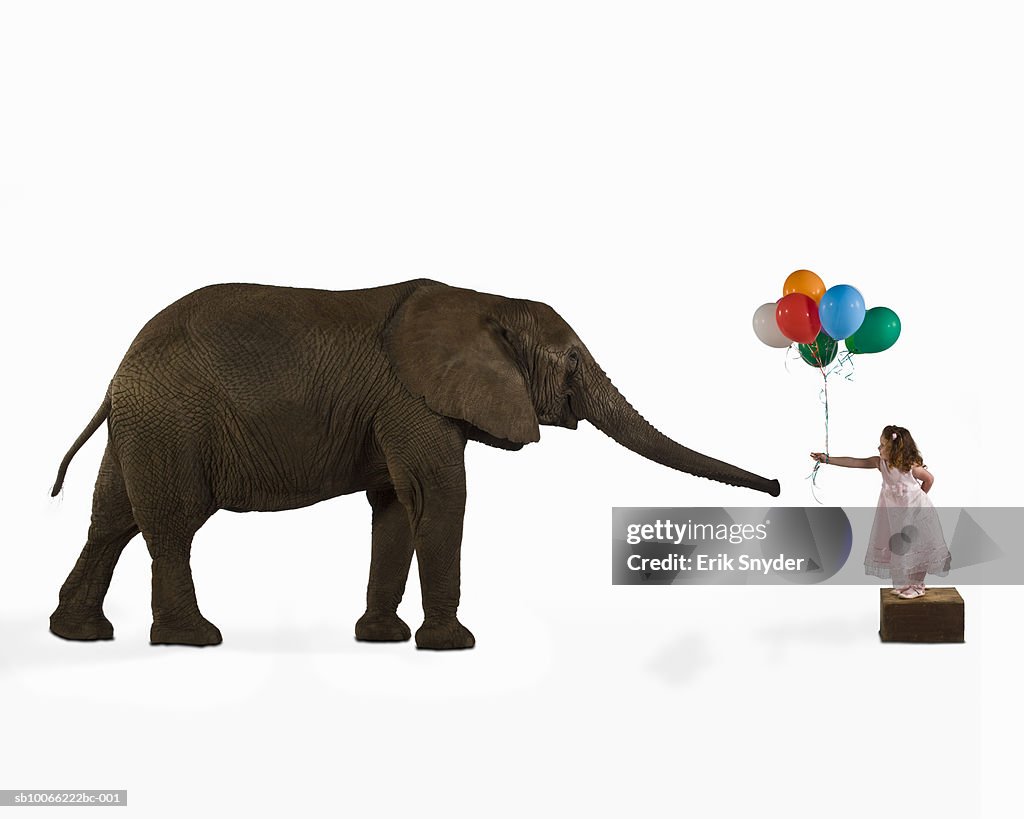 Girl (8-9) giving balloons to elephant (Digital Composite)