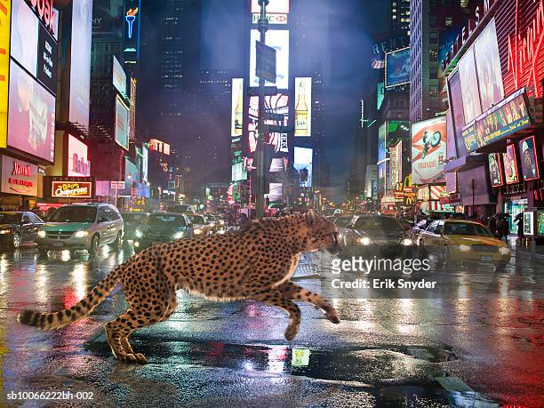cheetah running in front of cars on street at night - distrito de los teatros de manhattan fotografías e imágenes de stock