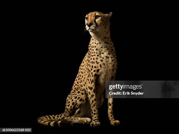 cheetah on black background - gepard stock-fotos und bilder