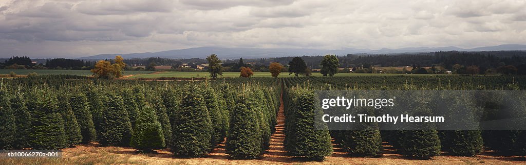USA, Oregon, Gladtidings, rows of mature Christmas trees
