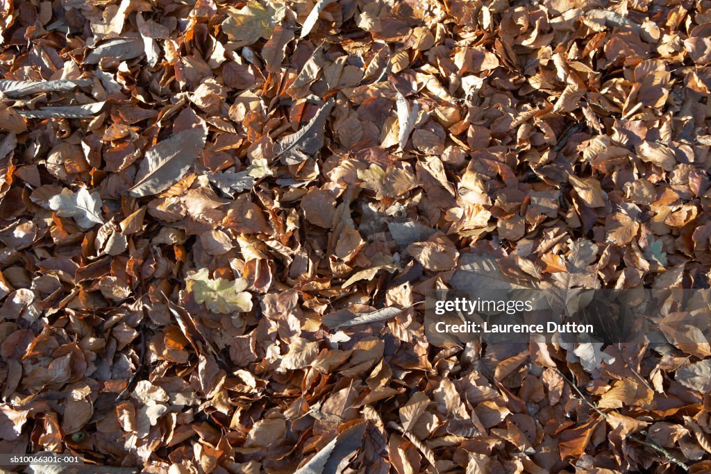 Fallen autumn leaves