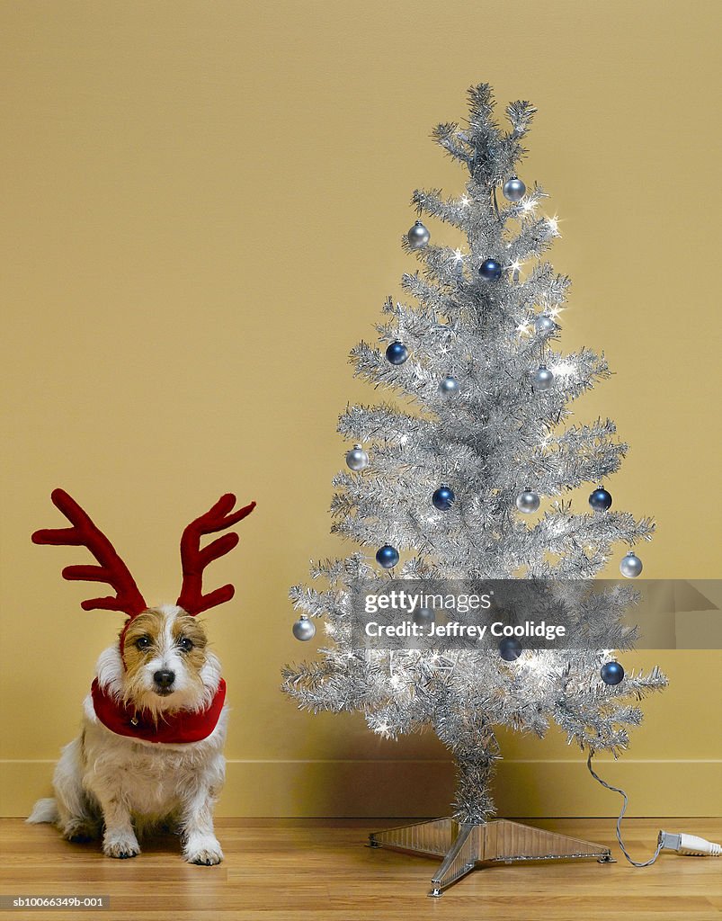 Dog with red antlers sitting next to silver Christmas tree