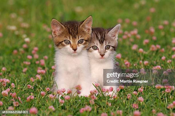 two kittens in meadow - kitten stockfoto's en -beelden