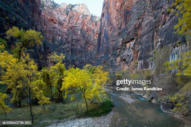 usa, utah, zion national park, autumn trees along virgin river flowing through zion canyon - virgin river stockfoto's en -beelden