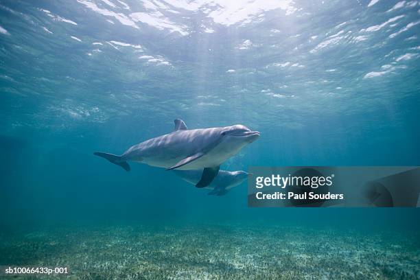 underwater view of two bottlenose dolphins (tursiops truncatus) - tuimelaar stockfoto's en -beelden