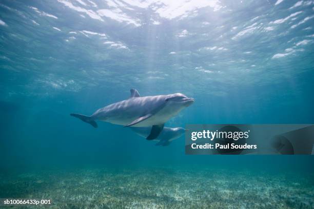 underwater view of two bottlenose dolphins (tursiops truncatus) - freeport bahamas stock pictures, royalty-free photos & images