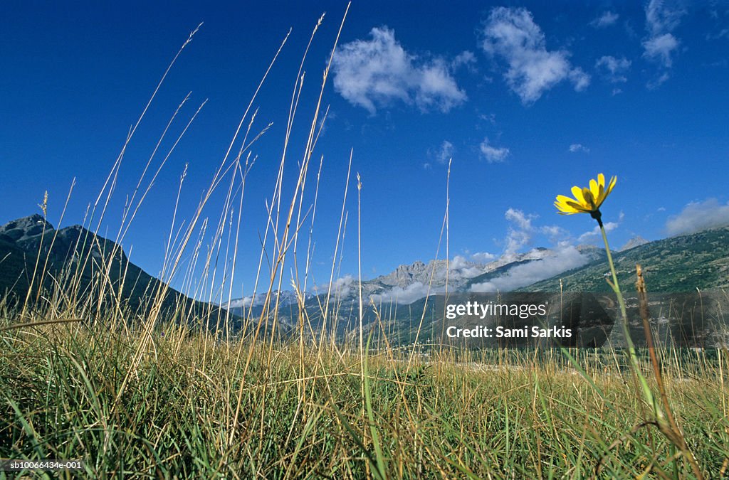 France, French Alps, Brianton, flower in grass at summer