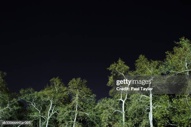 Tree During Night 141,057 Trees At Night Stock Photos, High-Res Pictures, and Images ...