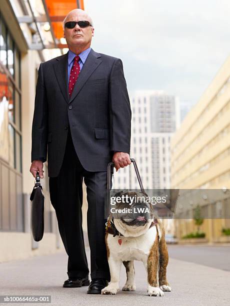 businessman with english bulldog on street - bouledogue anglais photos et images de collection