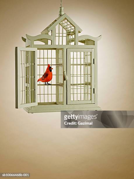 bird in cage with open door - vogelkäfig stock-fotos und bilder