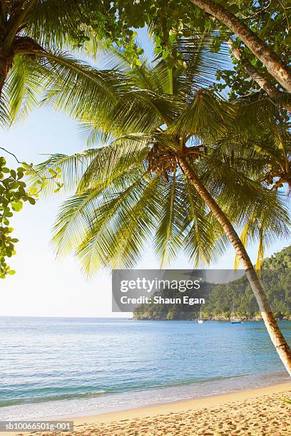 caribbean, west indies, tobago, englishman's bay, palm trees and beach - trinité et tobago photos et images de collection