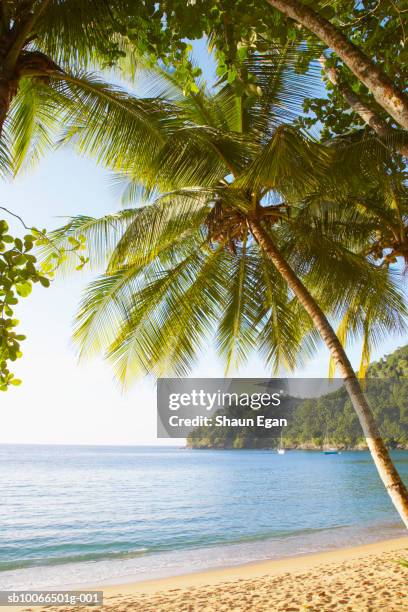 caribbean, west indies, tobago, englishman's bay, palm trees and beach - trinidad and tobago stock pictures, royalty-free photos & images