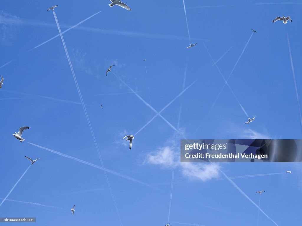 Seagulls flying in different directions, vapour trails in sky