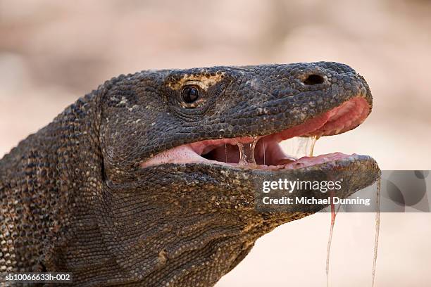 komodo island, komodo dragon, close-up - bava foto e immagini stock