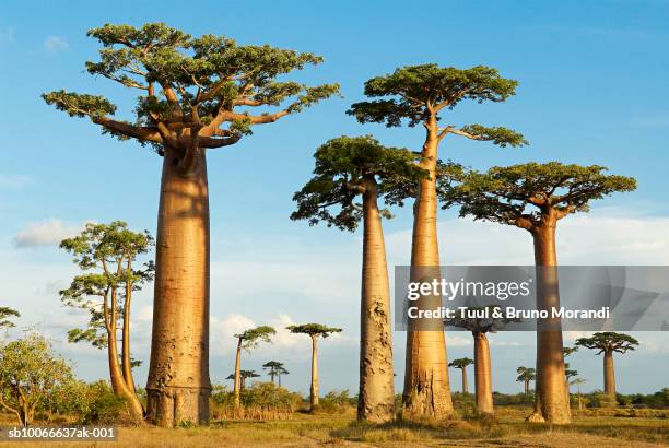 madagascar, morondava, baobab trees - baobab stockfoto's en -beelden
